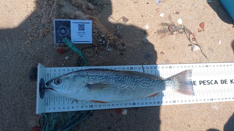 Fish Measure Picture